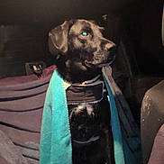 Tempurale a rejoint le concours — aidez-le/la à gagner de superbes lots ! dog, black_dog, towel, car_interior, seat, pet, animal, indoor, calm, sitting, portrait, looking_away, blanket, canine, domestic_animal, companion, quiet, wrapped, resting, vehicle