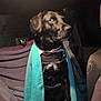 dog, black_dog, towel, car_interior, seat, pet, animal, indoor, calm, sitting, portrait, looking_away, blanket, canine, domestic_animal, companion, quiet, wrapped, resting, vehicle