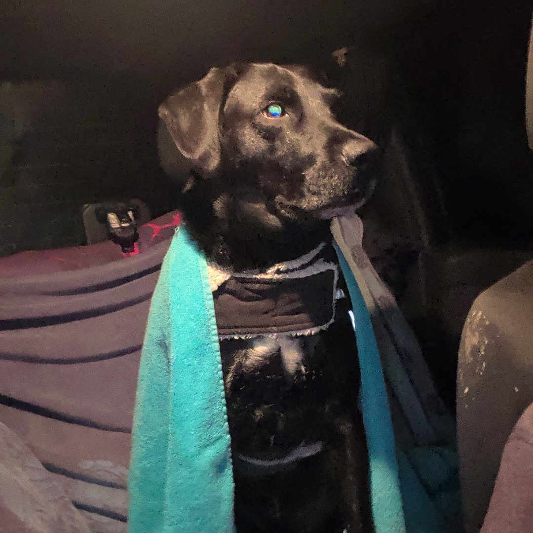 Tempurale a rejoint le concours — aidez-le/la à gagner de superbes lots ! animal, black_dog, blanket, calm, canine, car_interior, companion, dog, domestic_animal, indoor, looking_away, pet, portrait, quiet, resting, seat, sitting, towel, vehicle, wrapped