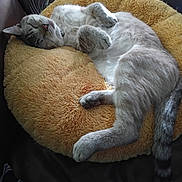 Fat Boy joined the competition — help win amazing prizes! animal, cat, collar, comfort, cozy, cute, domestic, feline, fluffy_cushion, fur, indoor, nap, paw, pet, relaxed, resting, sleeping, soft_texture, tabby, tail