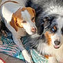 dog, pet, animal, fur, canine, indoor, cushion, floor, laying, small_dog, medium_dog, large_dog, tricolor, white_fur, brown_fur, black_fur, blue_eyes, sunlight, resting, companion