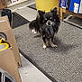 Ulky participe au concours pour gagner de l'argent avec cette photo : dog, small_dog, black_dog, fluffy, indoor, rug, floor, box, cardboard, container, yellow_container, shelf, pet, animal, curious, standing, household_items, cluttered, tile_floor, room