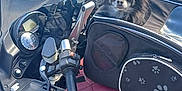 Ulky participe au concours pour gagner de l'argent avec cette photo : dog, motorcycle, pet_carrier, gloves, outdoor, sunny, fence, sky, handlebar, seat, black, brown, vehicle, small_dog, fur, pet, transportation, leisure, daytime, road