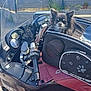 dog, motorcycle, pet_carrier, gloves, outdoor, sunny, fence, sky, handlebar, seat, black, brown, vehicle, small_dog, fur, pet, transportation, leisure, daytime, road