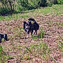Ulky a rejoint le concours — aidez-le/la à gagner de superbes lots ! dog, chihuahua, small_dog, leash, grass, field, outdoor, nature, bushes, sunny, pet, animal, canine, alert, standing, fur, tail, ears, daylight, walk