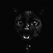 Tsuki participe au concours pour gagner de l'argent avec cette photo : black_cat, cat_face, wide_eyes, dark_background, whiskers, fangs, pets, animal_portrait, nocturnal, closeup, mystery, cute, feline, black_fur, night, expressive_eyes, animal, pet, portrait, shadow