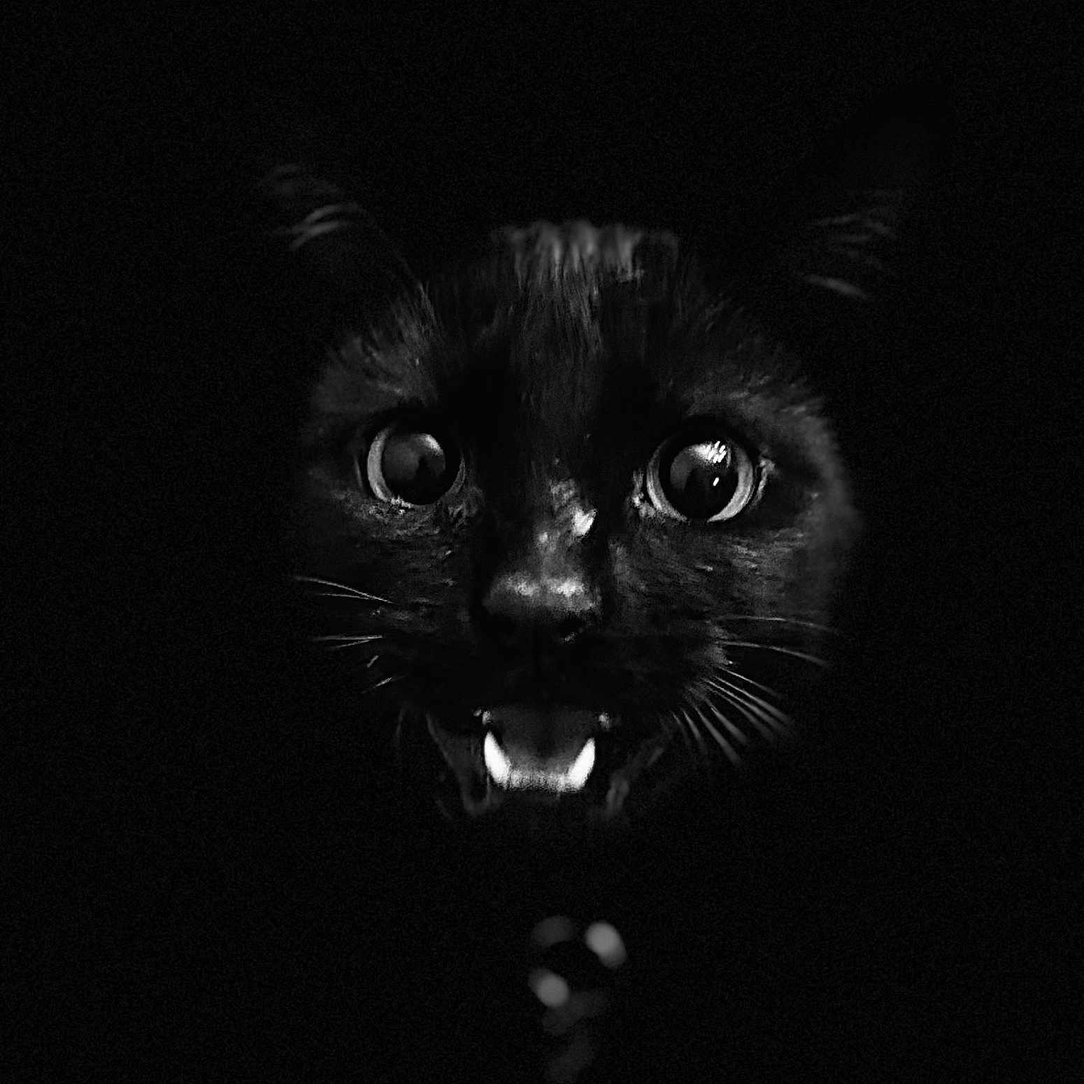 Tsuki participe au concours pour gagner de l'argent avec cette photo : animal, animal_portrait, black_cat, black_fur, cat_face, closeup, cute, dark_background, expressive_eyes, fangs, feline, mystery, night, nocturnal, pet, pets, portrait, shadow, whiskers, wide_eyes