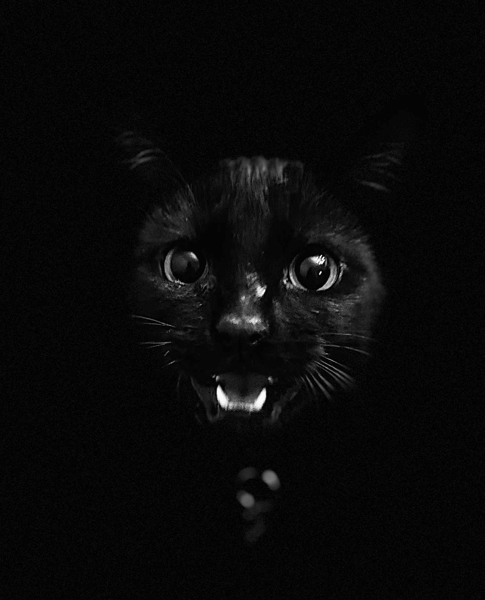 Tsuki participe au concours pour gagner de l'argent avec cette photo : black_cat, cat_face, wide_eyes, dark_background, whiskers, fangs, pets, animal_portrait, nocturnal, closeup, mystery, cute, feline, black_fur, night, expressive_eyes, animal, pet, portrait, shadow