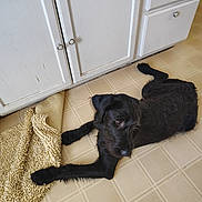 Moses is registered to the contest to win money with this photo: dog, black_dog, floor, tile_floor, rug, yellow_rug, kitchen, cabinet, white_cabinet, pet, lying_down, curious, fur, paw, indoors, home, animal, canine, relaxed, quiet