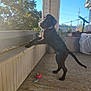 Moses is registered to the contest to win money with this photo: dog, black_dog, porch, wooden_floor, potted_plants, sunlight, trees, outdoor, toy, rope_toy, railing, fence, pet, animal, playful, daylight, shadow, balcony, curious, standing
