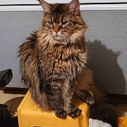 Chanel a rejoint le concours — aidez-le/la à gagner de superbes lots ! cat, fluffy, brown, striped, sitting, stool, yellow, indoor, household, shoes, towel, furniture, pet, feline, fur, portrait, animal, cozy, tabby, resting