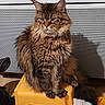 cat, fluffy, brown, striped, sitting, stool, yellow, indoor, household, shoes, towel, furniture, pet, feline, fur, portrait, animal, cozy, tabby, resting