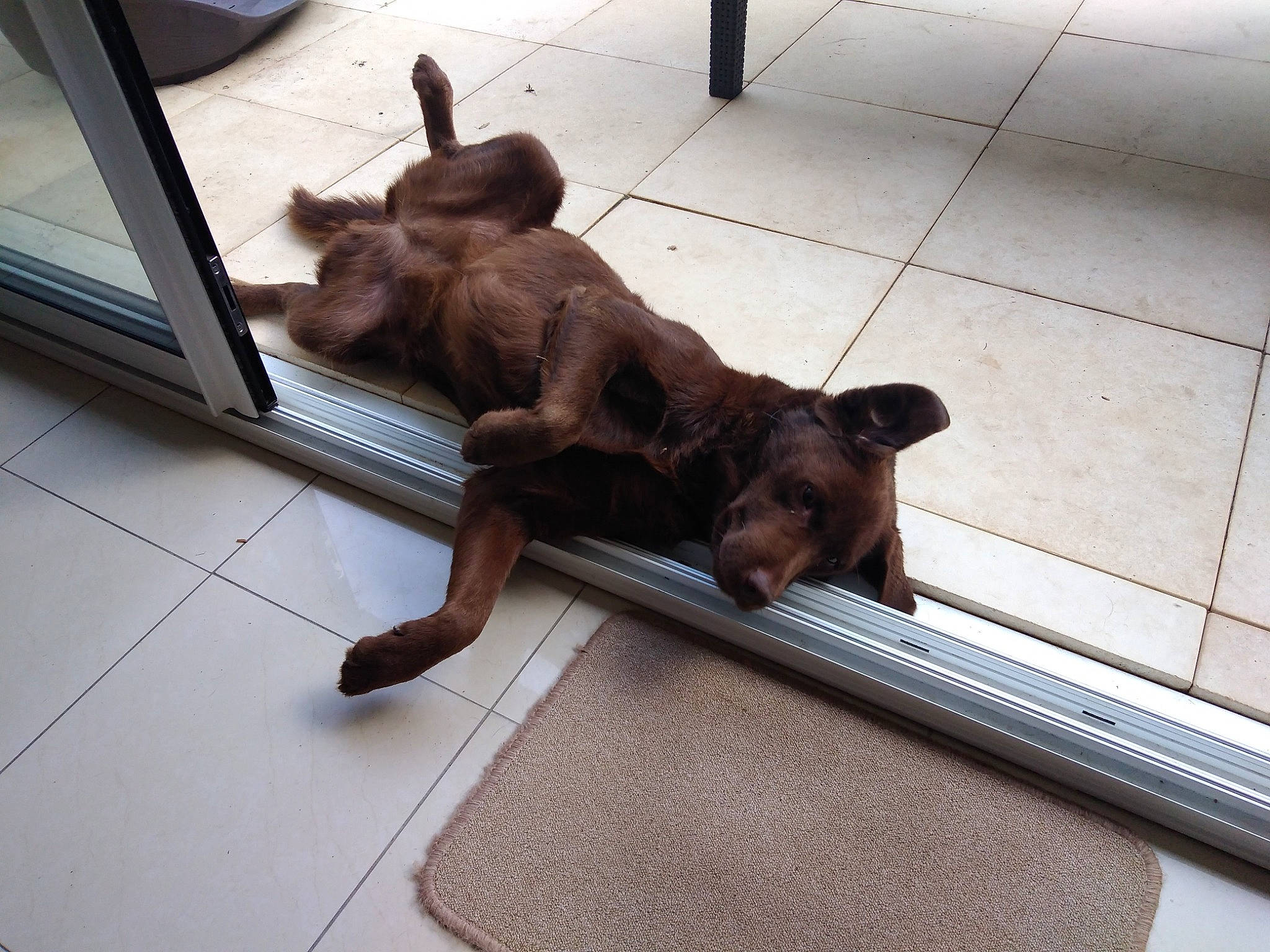 Lara a rejoint le concours — aidez-le/la à gagner de superbes lots ! canidae, carnivore, comfort, companion_dog, dog, dog_breed, dog_supply, fawn, felidae, floor, flooring, fur, hardwood, liver, mammal, snout, tail, vertebrate, wood, working_animal