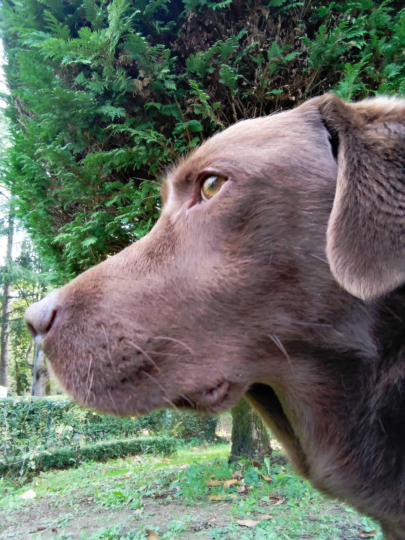 Lara a rejoint le concours — aidez-le/la à gagner de superbes lots ! canidae, carnivore, companion_dog, dog, dog_breed, fawn, grass, gun_dog, hunting_dog, liver, pasture, plant, snout, sporting_group, terrestrial_animal, whiskers, working_animal