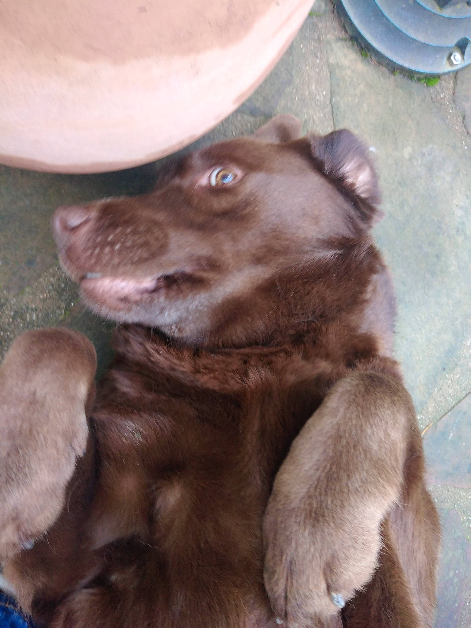 Lara a rejoint le concours — aidez-le/la à gagner de superbes lots ! borador, canidae, carnivore, companion_dog, dog, dog_breed, ear, fawn, fedora, fur, gesture, gun_dog, hat, kitchen_utensil, liver, serveware, snout, sporting_group, whiskers, working_animal