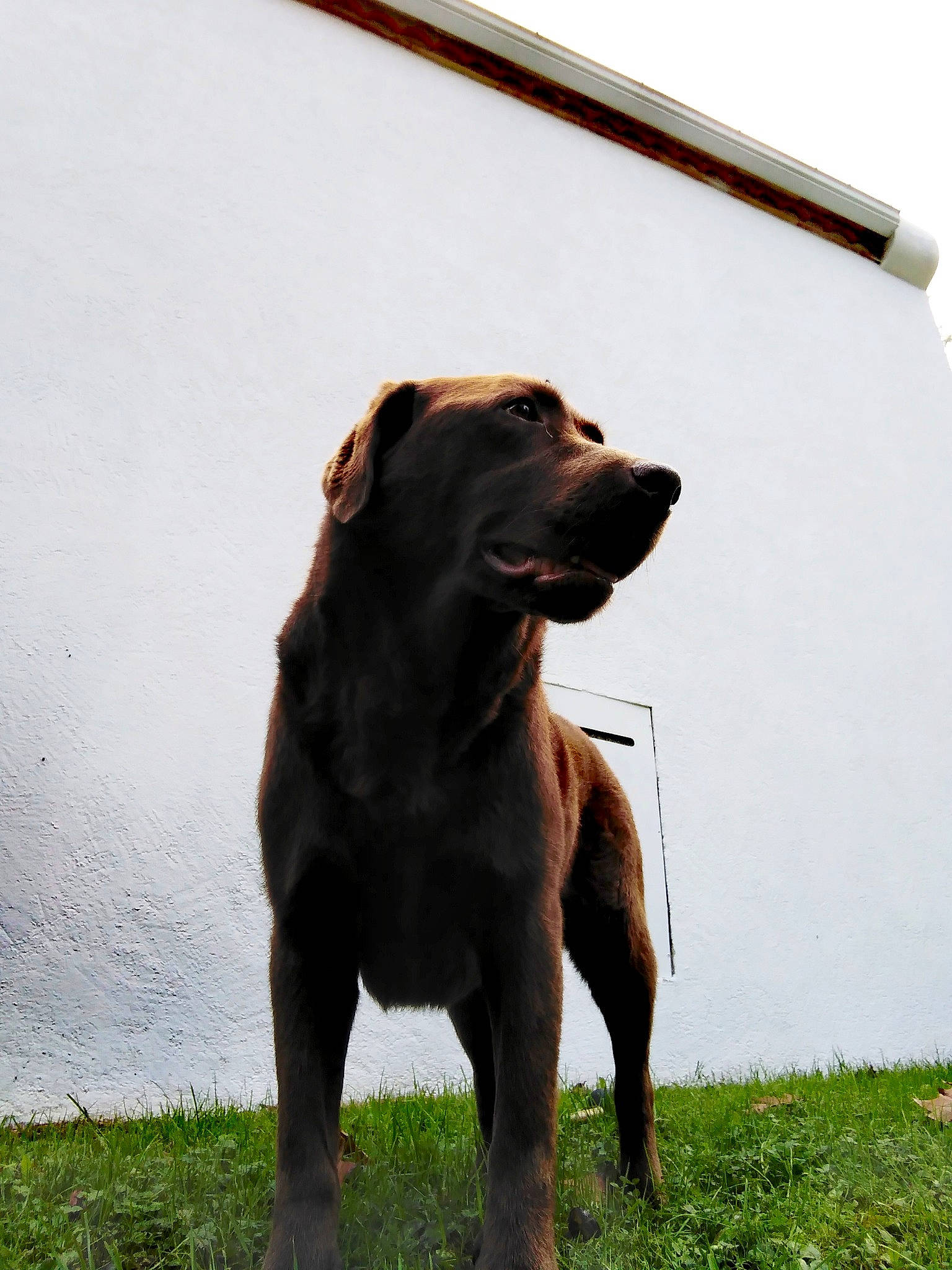 Lara a rejoint le concours — aidez-le/la à gagner de superbes lots ! borador, canidae, carnivore, collar, companion_dog, dog, dog_breed, dog_collar, fawn, grass, guard_dog, gun_dog, liver, retriever, snout, sporting_group, tail, terrestrial_animal, working_animal, working_dog