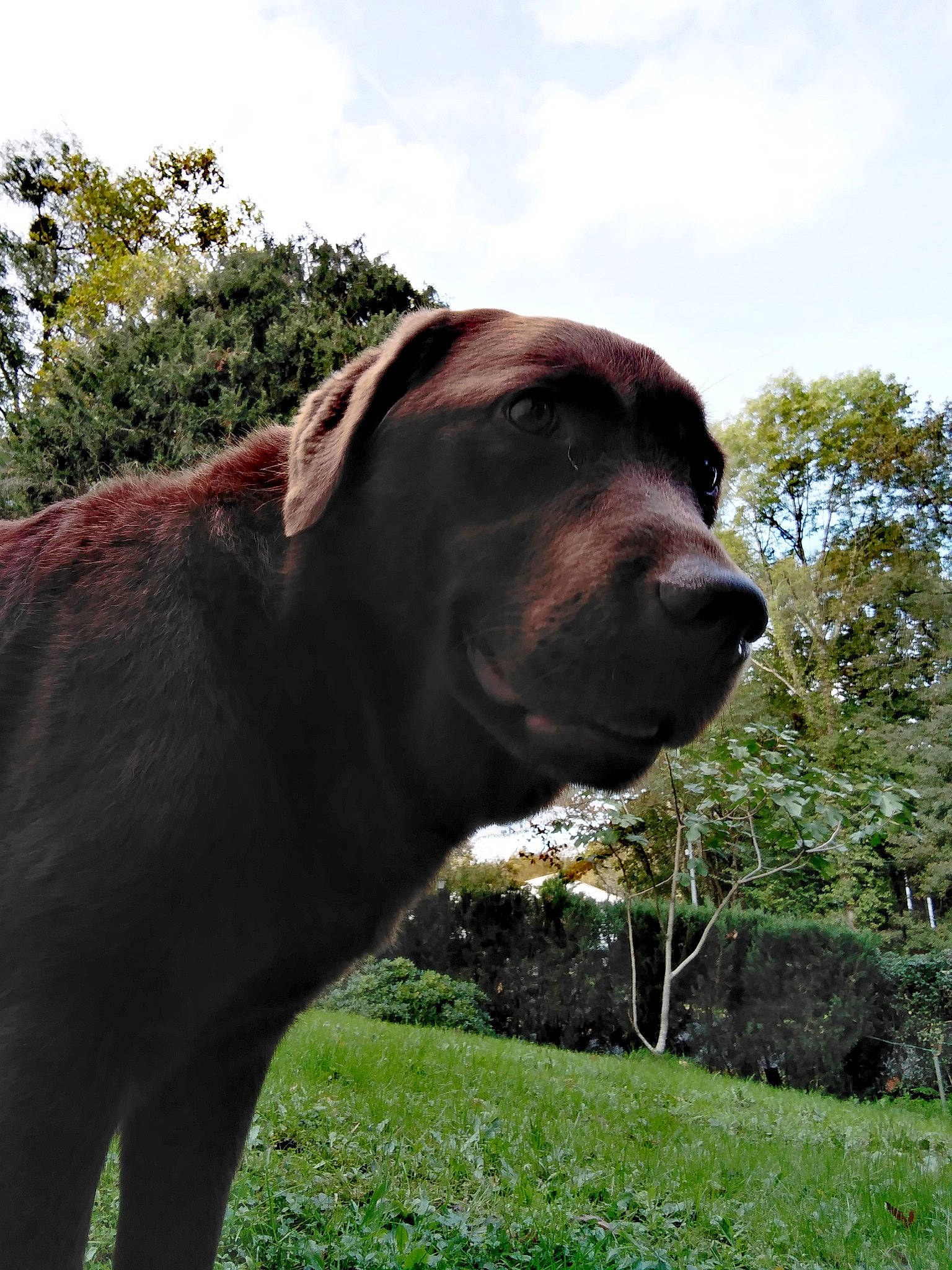 Lara participe au concours pour gagner de l'argent avec cette photo : canidae, carnivore, cloud, companion_dog, dog, dog_breed, eye, fawn, grass, grassland, gun_dog, landscape, liver, plant, sky, snout, sporting_group, terrestrial_animal, tree, working_animal