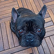 Ulrik a rejoint le concours — aidez-le/la à gagner de superbes lots ! animal, black_dog, brown_eyes, canine, close_up, companion, cute, dog, domestic_animal, ears, flooring, french_bulldog, indoor, looking_up, pet, portrait, short_hair, sitting, snout, wooden_floor