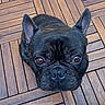 animal, black_dog, brown_eyes, canine, close_up, companion, cute, dog, domestic_animal, ears, flooring, french_bulldog, indoor, looking_up, pet, portrait, short_hair, sitting, snout, wooden_floor