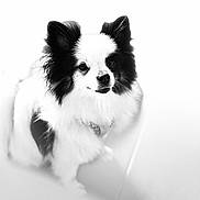 Chanel joined the competition — help win amazing prizes! dog, black_and_white, fluffy, portrait, pet, animal, cute, fur, ears, face, whiskers, sitting, domestic_animal, canine, companion, indoor, closeup, soft_light, high_key, adorable