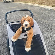 Howie joined the competition — help win amazing prizes! puppy, dog, stroller, outdoor, suburban, street, pavement, fur, pet, animal, leash, collar, daytime, curious, cute, brown, white, walking, trees, grass