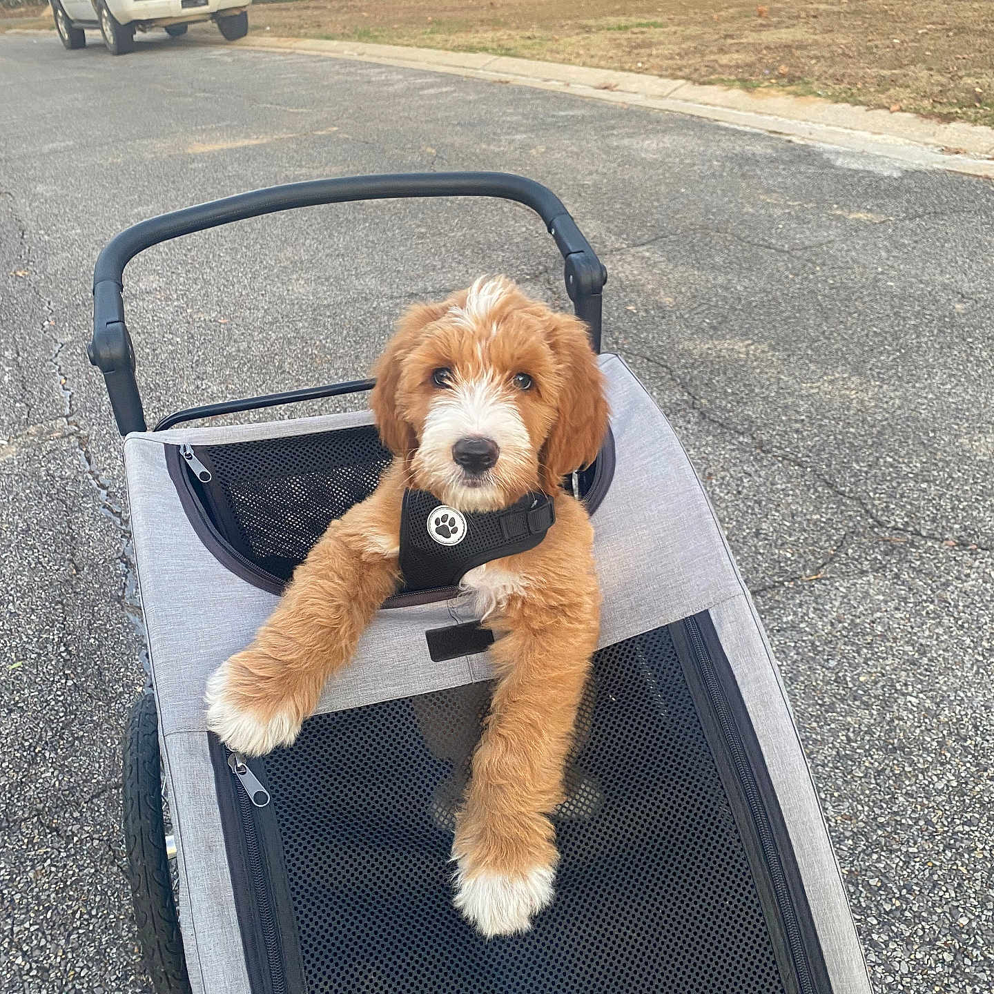 Howie joined the competition — help win amazing prizes! animal, brown, collar, curious, cute, daytime, dog, fur, grass, leash, outdoor, pavement, pet, puppy, street, stroller, suburban, trees, walking, white