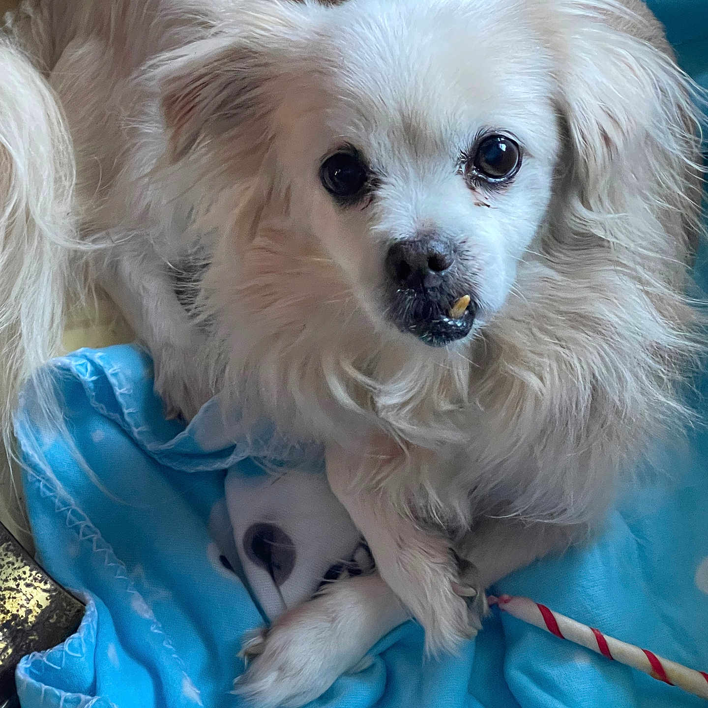 Ramsie joined the competition — help win amazing prizes! animal, blanket, blue_blanket, companion, cozy, cute, dog, domestic_animal, expression, face, fluffy, fur, indoor, looking, lying_down, paw, pet, resting, small_dog, white_dog