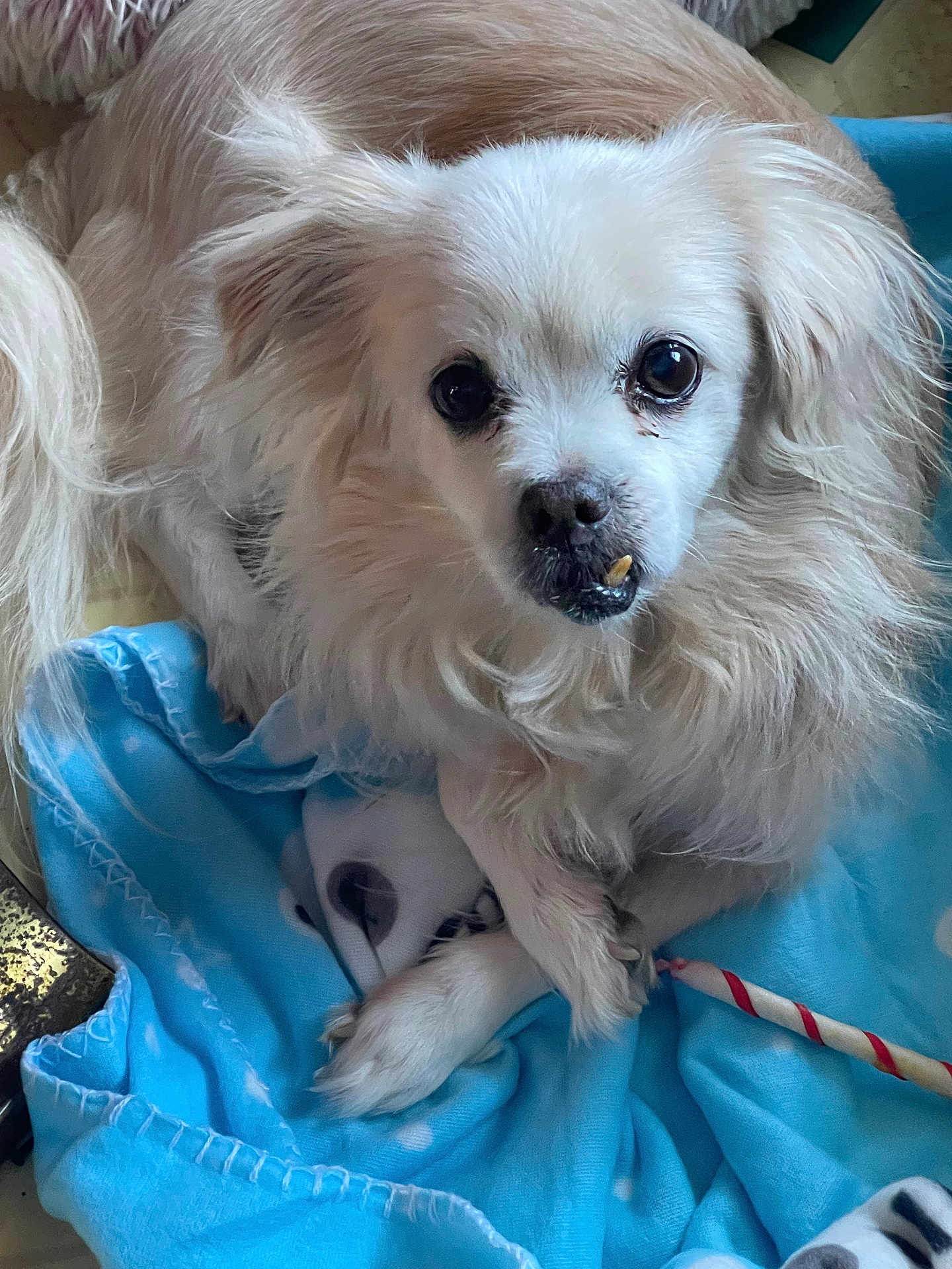 Ramsie joined the competition — help win amazing prizes! dog, white_dog, fluffy, pet, animal, blanket, blue_blanket, indoor, cute, small_dog, fur, face, paw, lying_down, looking, expression, cozy, companion, domestic_animal, resting