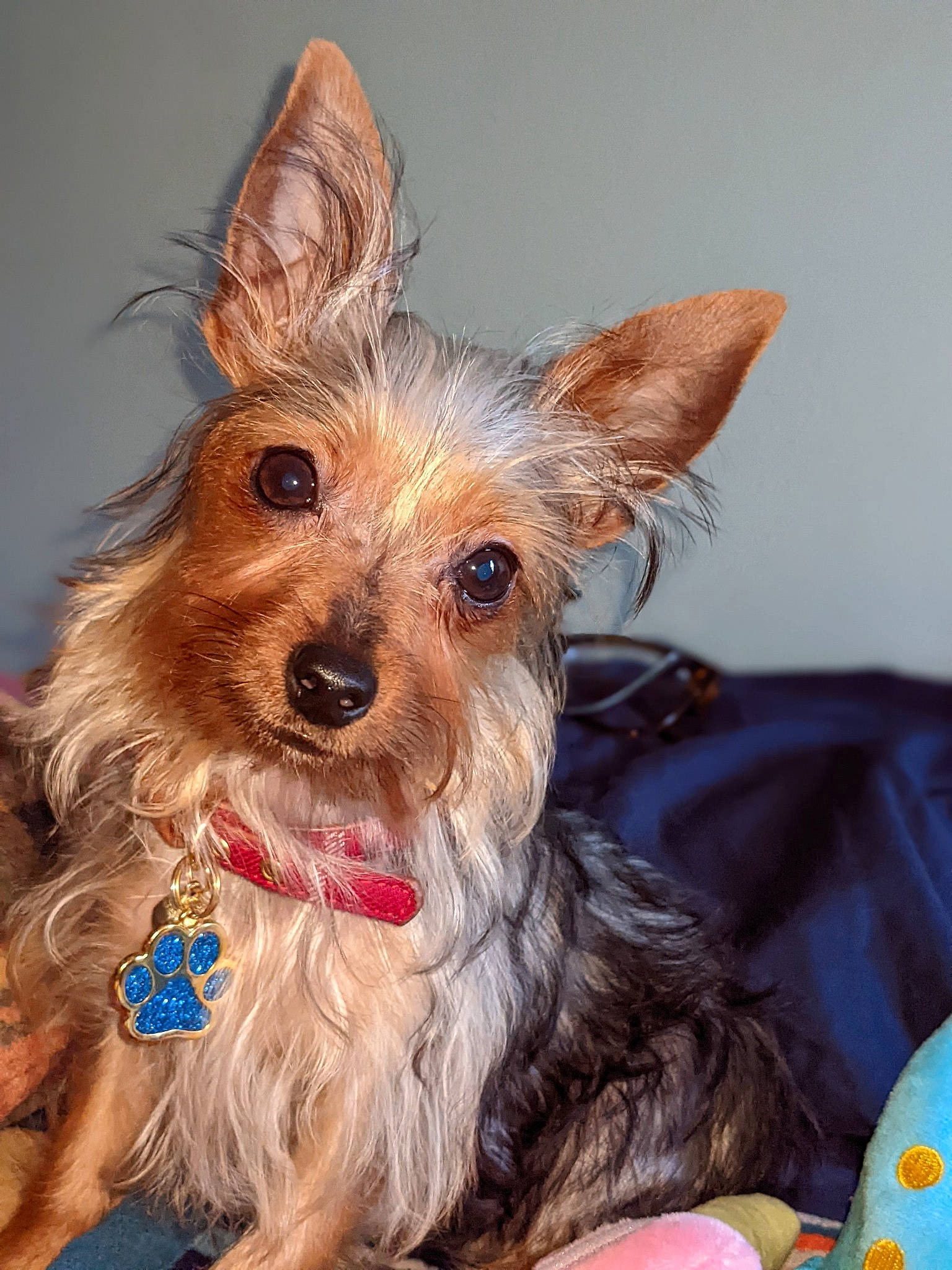 Frodo is registered to the contest to win money with this photo: biewer_terrier, carnivore, companion_dog, dog, dog_breed, dog_supply, event, fawn, fur, liver, small_terrier, sporting_group, terrier, toy_dog, working_animal