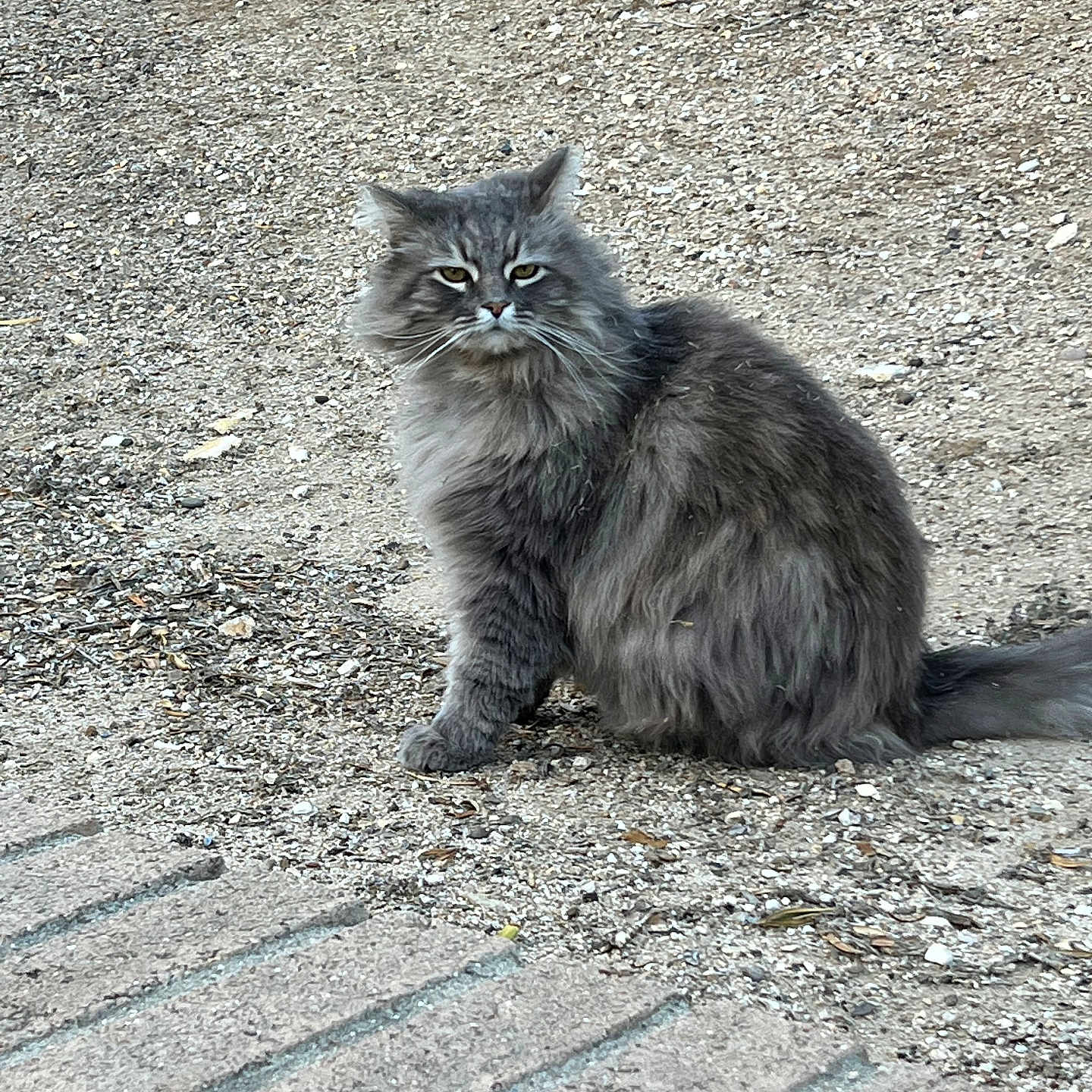 Squiddy joined the competition — help win amazing prizes! cat, gray_cat, fluffy, long_hair, fur, whiskers, green_eyes, ears, tail, sitting, outdoor, gravel, path, garden, ornamental_grass, paving_stones, animal, pet, portrait, royal_expression