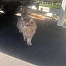 cat, fluffy_cat, gray_fur, long_hair, pet, animal, under_car, automobile, license_plate, driveway, outdoor, sunlight, shadow, white_fence, grass, landscaping, rocks, tail, whiskers, portrait