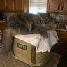 Squiddy is registered to the contest to win money with this photo: cat, fluffy_cat, long_hair, gray_cat, pet, animal, feline, whiskers, ears, eyes, sitting, lounging, kitchen, countertop, cooler, towel, wooden_cabinets, window, indoor, portrait
