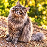 cat, long_hair, fluffy, gray_fur, greenery, forest, outdoors, animal, pet, sitting, portrait, close_up, whiskers, ears, eyes, tail, sunlight, bokeh, pebbles, nature