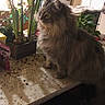 Squiddy is registered to the contest to win money with this photo: cat, fluffy, gray_cat, long_hair, pet, animal, feline, whiskers, ears, eyes, sitting, indoor, kitchen, countertop, houseplants, potted_plants, home, granite, portrait, mammal