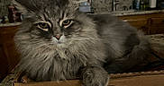 Squiddy joined the competition — help win amazing prizes! cat, feline, fluffy, gray_cat, long_hair, whiskers, ears, eyes, nose, pet, animal, sitting, lying_down, pizza_box, cardboard, kitchen, countertop, cabinets, window, sink