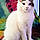 Pretty Kitty. P.k.