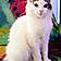 Pretty Kitty. P.k.
