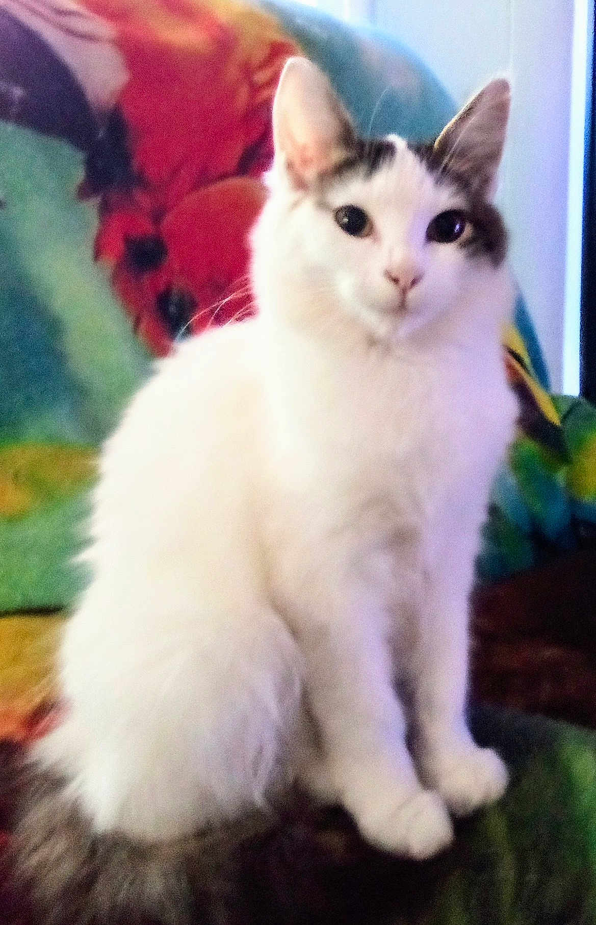 Pretty Kitty. P.k. is registered to the contest to win money with this photo: cat, white_cat, animal, pet, feline, sitting, fluffy, indoor, blanket, colorful, patterned, fur, cute, domestic_animal, whiskers, ears, tail, comfort, cozy, companion