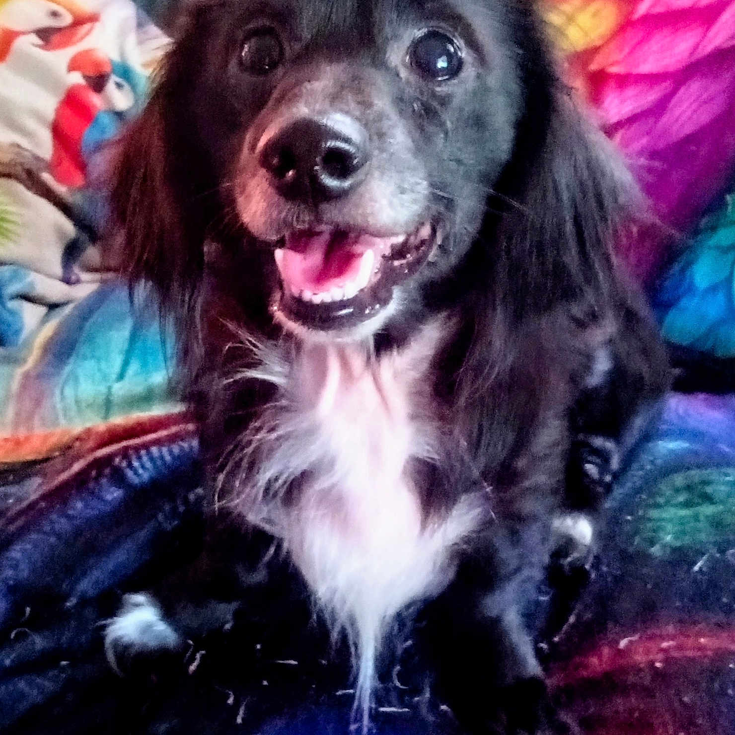 Duke is registered to the contest to win money with this photo: animal, black_dog, blanket, canine, close_up, colorful, companion, cozy, cute, dog, friendly, fur, happy, indoor, parrot_pattern, pet, portrait, sitting, smiling, white_chest