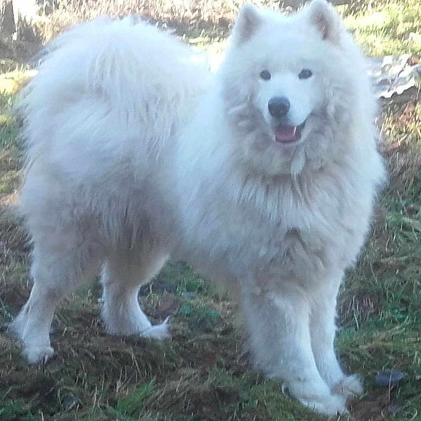Sneffel a rejoint le concours — aidez-le/la à gagner de superbes lots ! dog, white_dog, fluffy, samoyed, canine, pet, animal, outdoor, garden, grass, fur, long_hair, standing, portrait, happy, smiling, ears, tail, nature, backyard