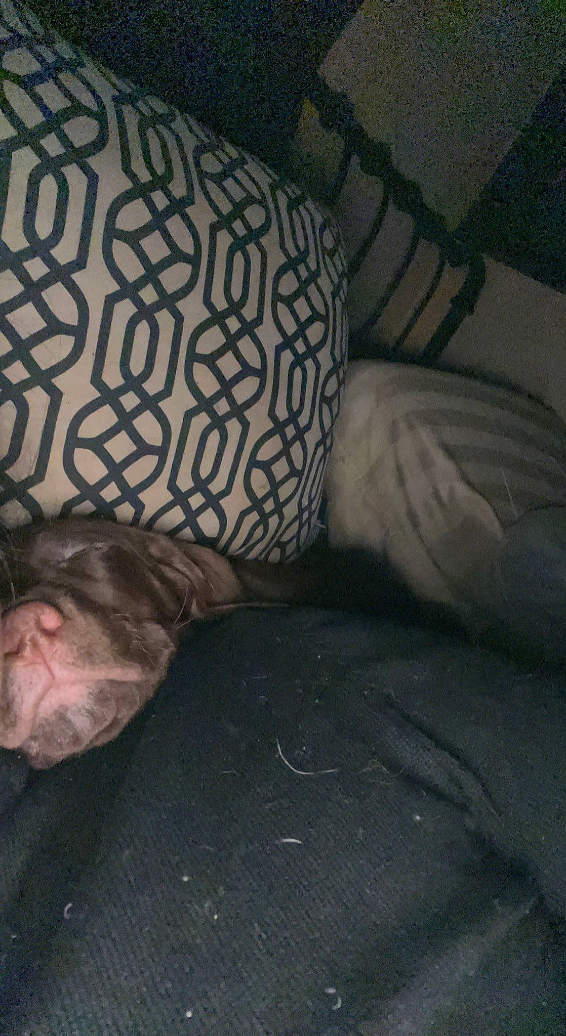 Oscar joined the competition — help win amazing prizes! arm, bed, bedding, comfort, couch, dress, eye, grey, hair, hand, head, headgear, human_body, human_leg, leg, linens, thigh, toddler, tree, wood