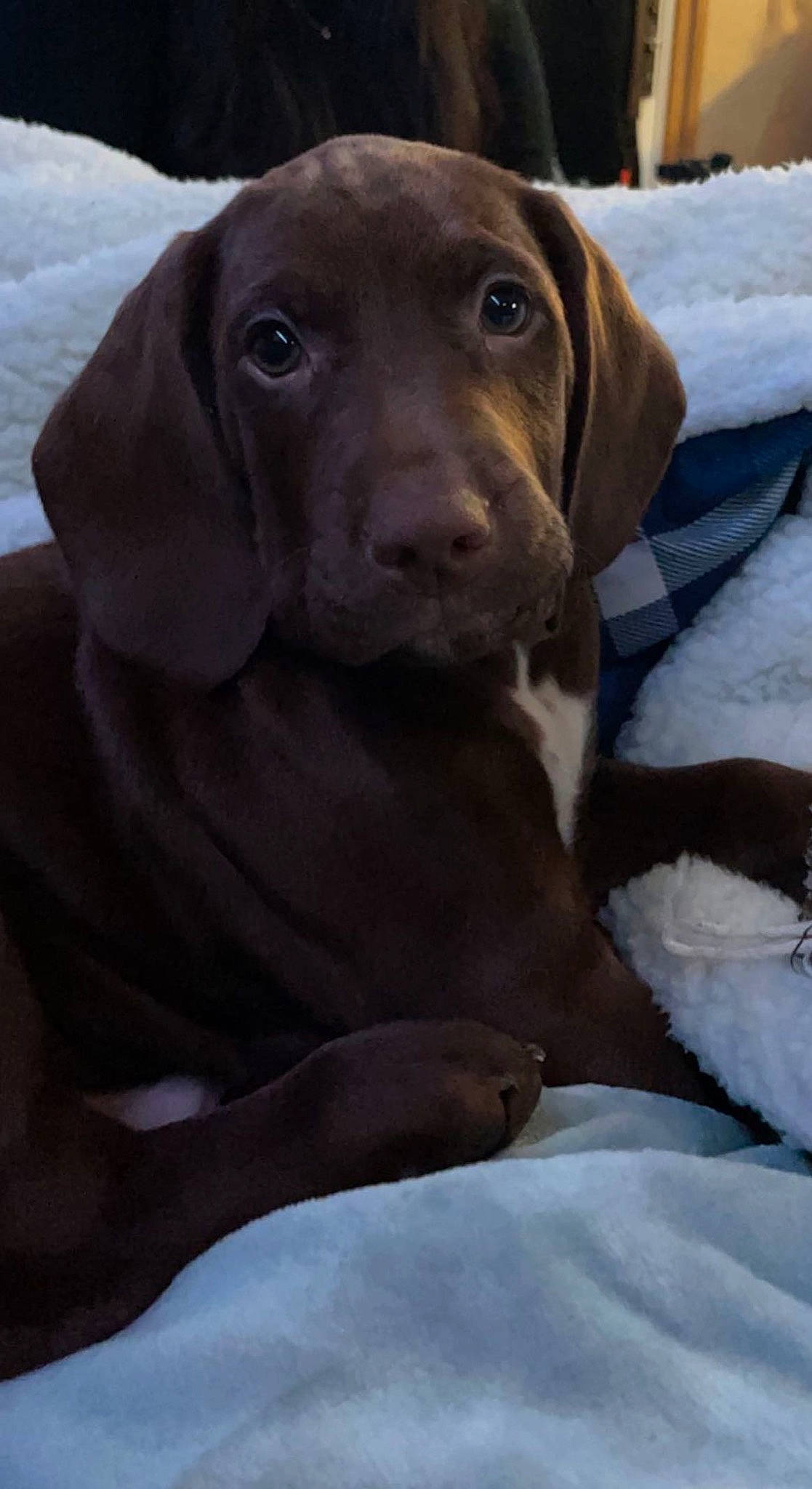 Oscar joined the competition — help win amazing prizes! canidae, carnivore, comfort, companion_dog, dog, dog_breed, fawn, fur, gun_dog, hat, hunting_dog, labrador_retriever, liver, snout, snow, sporting_group, terrestrial_animal, whiskers, wood, working_animal