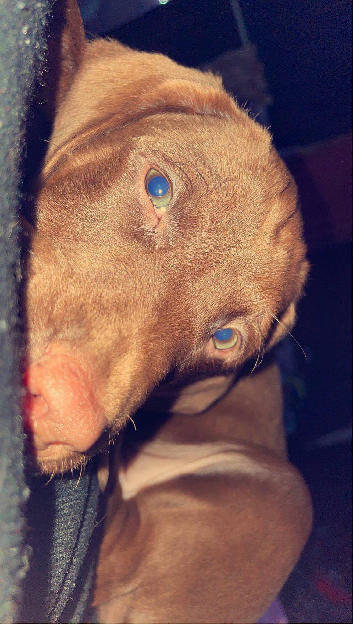 Oscar joined the competition — help win amazing prizes! canidae, carnivore, close_up, collar, companion_dog, dog, dog_breed, dog_collar, electric_blue, fawn, jaw, liver, livestock, personal_protective_equipment, pet_supply, snout, sporting_group, weimaraner, whiskers, working_animal