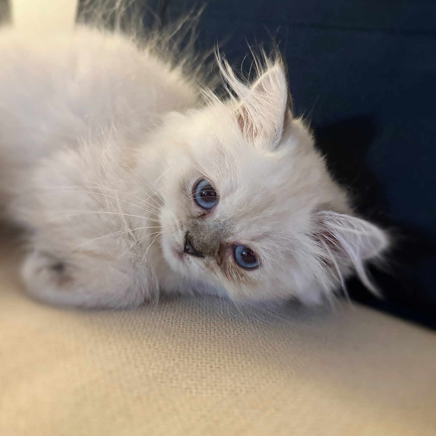 Luna is registered to the contest to win money with this photo: angora, animal, cat, kitten, manx, pet, siamese