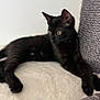Onyx a rejoint le concours — aidez-le/la à gagner de superbes lots ! black_cat, kitten, pet, animal, feline, cute, curious, relaxed, indoor, scratching_post, soft_surface, whiskers, ears, paws, fur, young_cat, side_view, domestic_cat, cozy, resting
