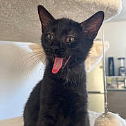 Onyx participe au concours pour gagner de l'argent avec cette photo : black_cat, kitten, tongue_out, cat_tree, fluffy, whiskers, ears, playful, indoors, toy, fuzzy_toy, home, kitchen, appliance, pet, animal, curious, cute, young_cat, feline
