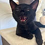 black_cat, kitten, fangs, cat_tree, indoor, pet, animal, whiskers, fur, playful, cute, close_up, resting, paw, mouth_open, teeth, expression, young_cat, domestic_cat, feline