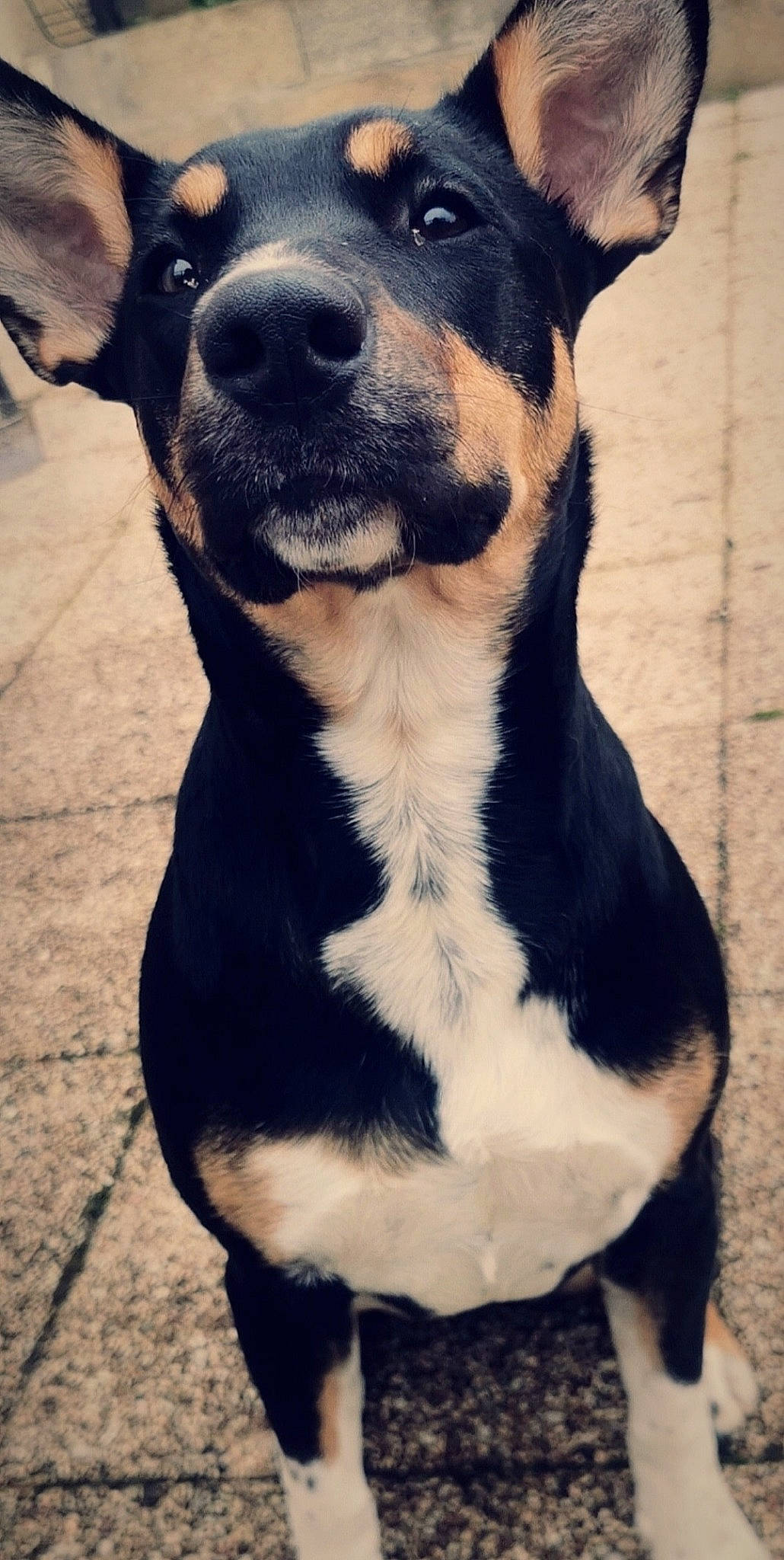 Pixie a rejoint le concours — aidez-le/la à gagner de superbes lots ! appenzeller_sennenhund, brazilian_terrier, canidae, carnivore, companion_dog, dog, dog_breed, feist, huntaway, mammal, snout, vertebrate