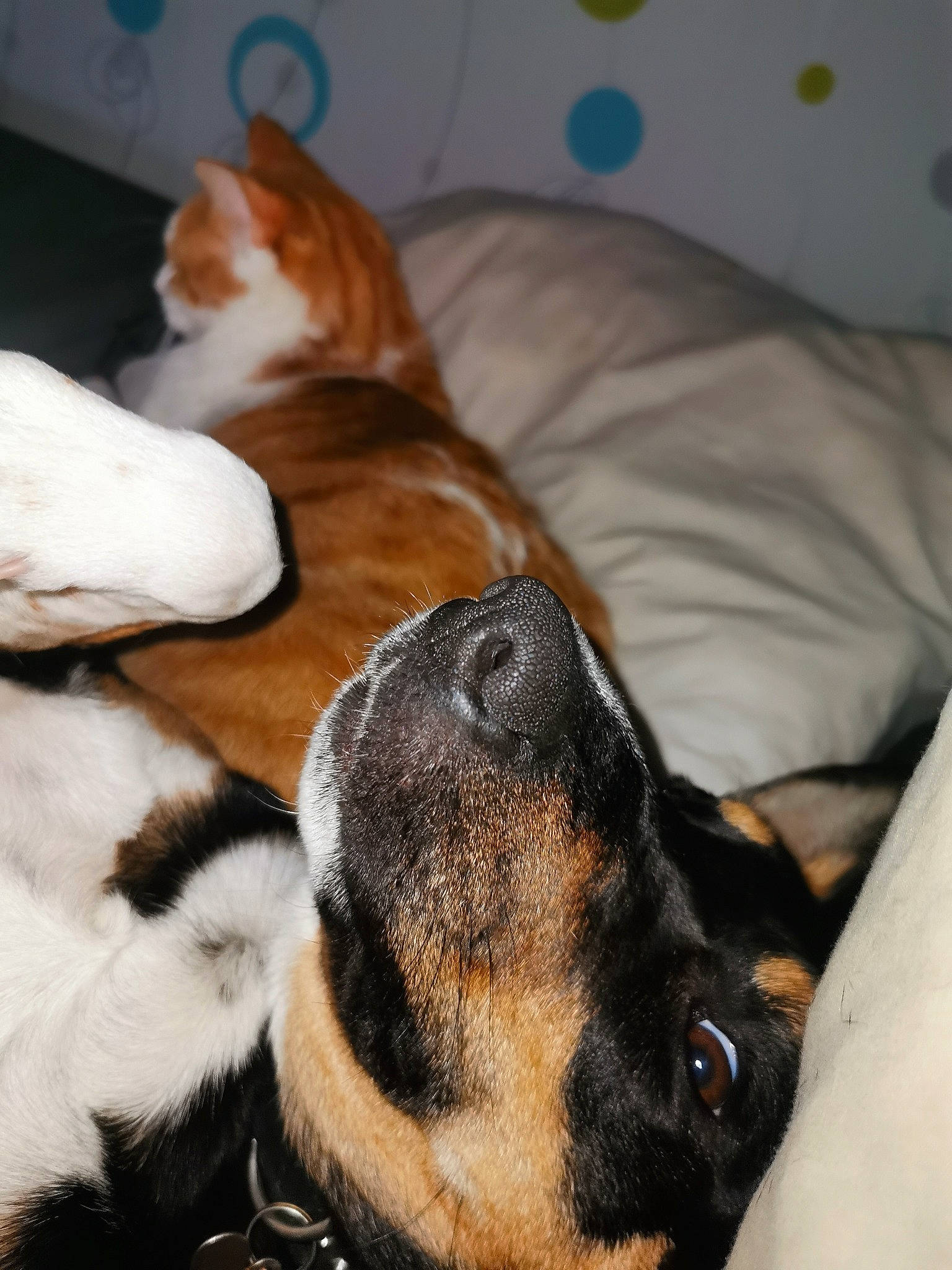 Pixie participe au concours pour gagner de l'argent avec cette photo : canidae, carnivore, dog, dog_breed, ear, fawn, fur, mammal, nap, nose, paw, puppy, puppy_love, snout, whiskers