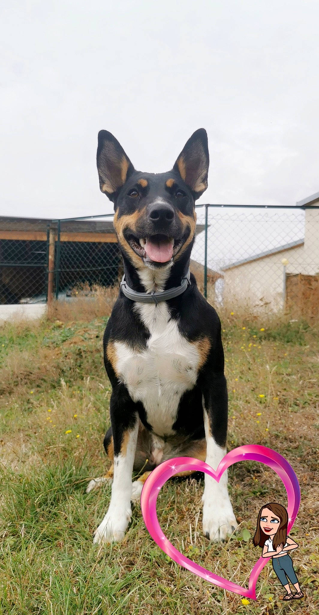 Pixie a rejoint le concours — aidez-le/la à gagner de superbes lots ! australian_kelpie, canidae, carnivore, dog, dog_breed, mammal, rare_breed_dog, snout, vertebrate